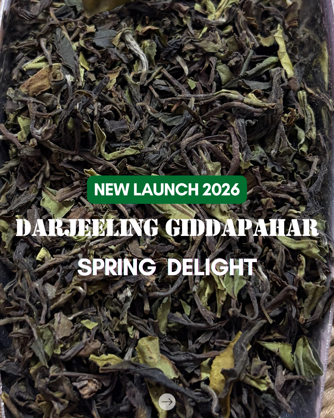 Darjeeling Giddapahar Spring Delight