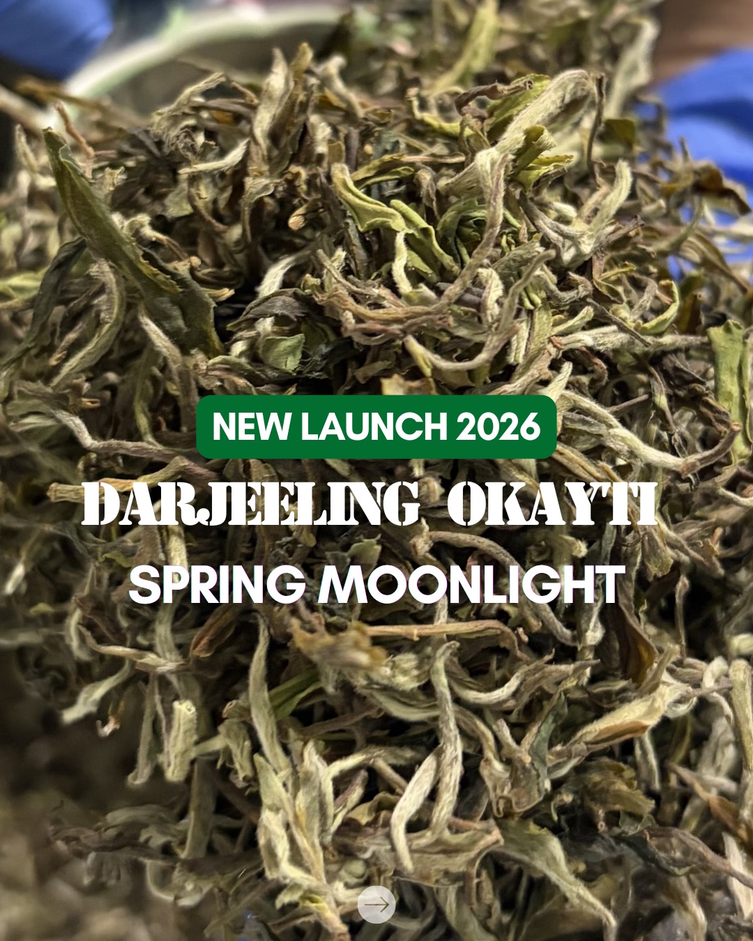 Darjeeling Okayti Spring Moonlight